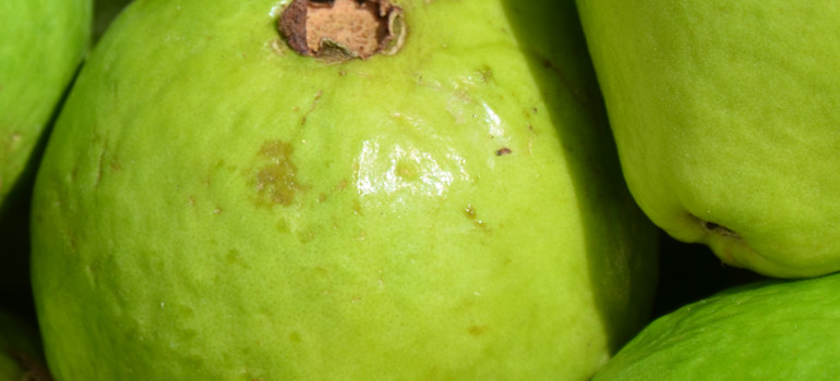 Goiaba Goiaba