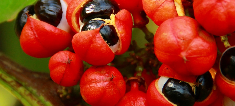 Guaraná Guaraná