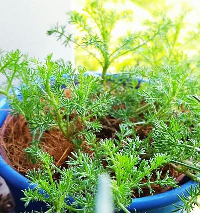 Produção em hortas domésticas é alternativa contra a má alimentação Produção em hortas domésticas é alternativa contra a má alimentação