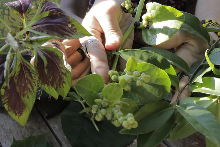 Plantas não convencionais ganham espaço na mesa dos brasilienses