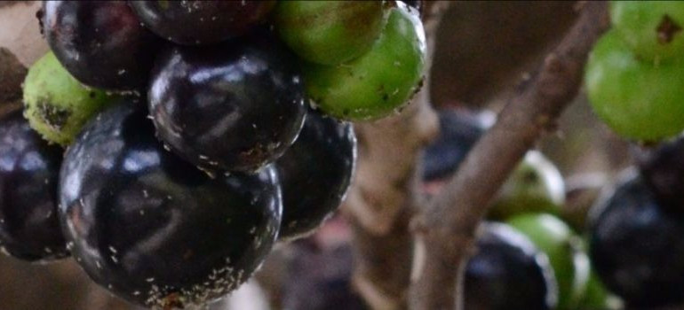 Jabuticaba Jabuticaba