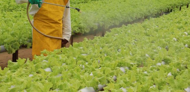 Especialistas mostram resultados da transição da agricultura convencional para agroecologia Especialistas mostram resultados da transição da agricultura convencional para agroecologia